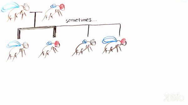 GIF of a whiteboard video depicting a DNA mapping experiment